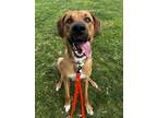 Adopt Blaze a Tan/Yellow/Fawn Great Dane / Mixed dog in St. Anne, IL (41400669)