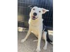 Adopt Sawyer a White Border Collie / Mixed dog in TRINIDAD, CO (41130171)