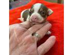 Chihuahua Puppy for sale in Fitzgerald, GA, USA
