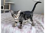 Adopt Bell a Brown or Chocolate Domestic Shorthair / Domestic Shorthair / Mixed