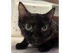 Adopt Flora a Domestic Shorthair / Mixed cat in Houston, TX (41400912)