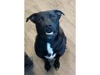 Adopt Kevin a Black Labrador Retriever / Mixed dog in Clinton, IA (41400898)