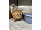 Adopt Barn Cat Cisco a Orange or Red Domestic Shorthair / Domestic Shorthair /