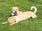 Adopt Buddy (Lab/Shar Pei) a Tan/Yellow/Fawn Labrador Retriever / Shar Pei /