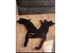 Adopt Mio & Muji a All Black Bombay / Mixed (medium coat) cat in Pittsburgh