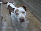 Adopt APOLLO a Red/Golden/Orange/Chestnut - with White American Staffordshire