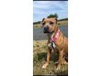 Adopt Baby a Affenpinscher / Mixed dog in Ridgely, MD (41316246)