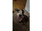 Adopt Stony a Brindle - with White American Pit Bull Terrier / Mixed dog in Des