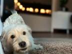 Adopt Scruff a White - with Tan, Yellow or Fawn Terrier (Unknown Type