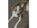 Adopt Gloworm a Tan/Yellow/Fawn - with White Terrier (Unknown Type