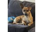 Adopt Maximus a Red/Golden/Orange/Chestnut Chiweenie / Mixed dog in Houston