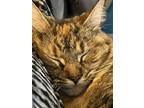 Adopt Penny a Tan or Fawn Tabby Domestic Mediumhair / Mixed (medium coat) cat in