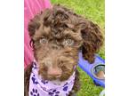 Adopt Peanut Butter a Brown/Chocolate - with White Portuguese Water Dog /