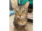 Adopt Sweetheart a Tan or Fawn Tabby Tabby (short coat) cat in Springfield