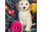 Cavapoo Puppy for sale in Yonkers, NY, USA
