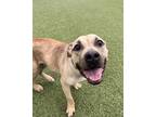 Adopt Lucy a Tan/Yellow/Fawn American Pit Bull Terrier / Mixed dog in