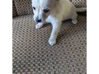 Chihuahua Puppy for sale in Sparta, KY, USA