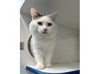 Adopt Apple Sauce (Working Whiskers) a White Domestic Mediumhair / Domestic