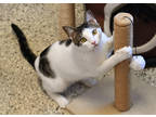 Adopt Peter a White Domestic Shorthair / Domestic Shorthair / Mixed cat in Baton