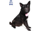 Adopt Dudley a Black German Shepherd Dog / Mixed Breed (Medium) / Mixed (short