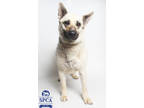 Adopt Mocha a Tan/Yellow/Fawn German Shepherd Dog / Mixed dog in Fresno