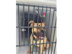 Adopt Belladonna a Tan/Yellow/Fawn American Pit Bull Terrier / Mixed Breed