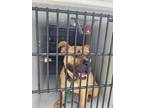 Adopt Belladonna a Tan/Yellow/Fawn American Pit Bull Terrier / Mixed dog in