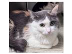 Adopt Leyloni a Gray or Blue Domestic Shorthair / Domestic Shorthair / Mixed cat