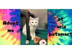 Adopt Chantilly a White Domestic Longhair / Domestic Shorthair / Mixed cat in
