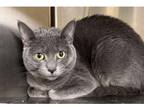 Adopt Graphite a Gray or Blue Domestic Shorthair / Domestic Shorthair / Mixed