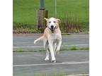 Adopt Dax a Brindle Alaskan Klee Kai / Labrador Retriever / Mixed (short coat)