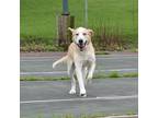 Adopt Dax a Tan/Yellow/Fawn Husky / Labrador Retriever / Mixed dog in Erin
