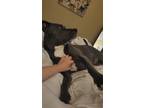 Adopt Luna a Gray/Blue/Silver/Salt & Pepper American Pit Bull Terrier dog in