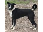 Adopt Oreo a Black - with White American Pit Bull Terrier / German Shepherd Dog