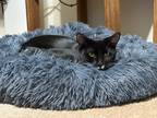 Adopt Gojo a Black & White or Tuxedo Domestic Shorthair / Mixed (short coat) cat