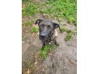 Adopt Zeus a Brindle German Shepherd Dog / Cane Corso / Mixed dog in Chagrin