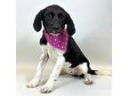 Adopt Kyra a Black - with White Border Collie / Mixed dog in Kerrville