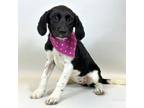 Adopt Kyra a Black - with White Cockapoo / Mixed dog in Kerrville, TX (41400748)
