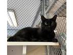 Adopt Sombra a Domestic Shorthair / Mixed cat in Birdsboro, PA (41400569)