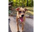 Adopt Cupcake a Tan/Yellow/Fawn - with White Border Terrier / Labrador Retriever