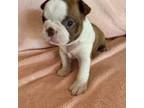 Boston Terrier Puppy for sale in Yuma, AZ, USA