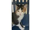 Adopt 55870449 a Orange or Red Domestic Shorthair / Domestic Shorthair / Mixed