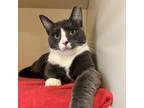 Adopt BLIPPY a Gray or Blue (Mostly) Domestic Shorthair (short coat) cat in
