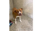 Adopt Connie a Red/Golden/Orange/Chestnut Mixed Breed (Medium) / Mixed dog in