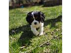 Cavalier King Charles Spaniel Puppy for sale in Baxter, MN, USA