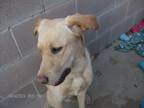 Adopt YUKON a Tan/Yellow/Fawn Labrador Retriever / Mixed dog in KELLYVILLE