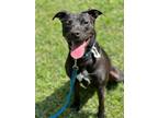 Adopt Harold a Black Mixed Breed (Large) / Mixed dog in New Smyrna Beach
