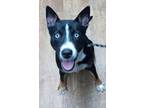 Adopt Hefty a Black Husky / Mixed Breed (Medium) / Mixed (short coat) dog in New