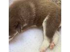 Siberian Husky Puppy for sale in Stone Mountain, GA, USA