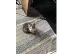 Adopt Kittens a Tan or Fawn Domestic Mediumhair / Mixed (medium coat) cat in
